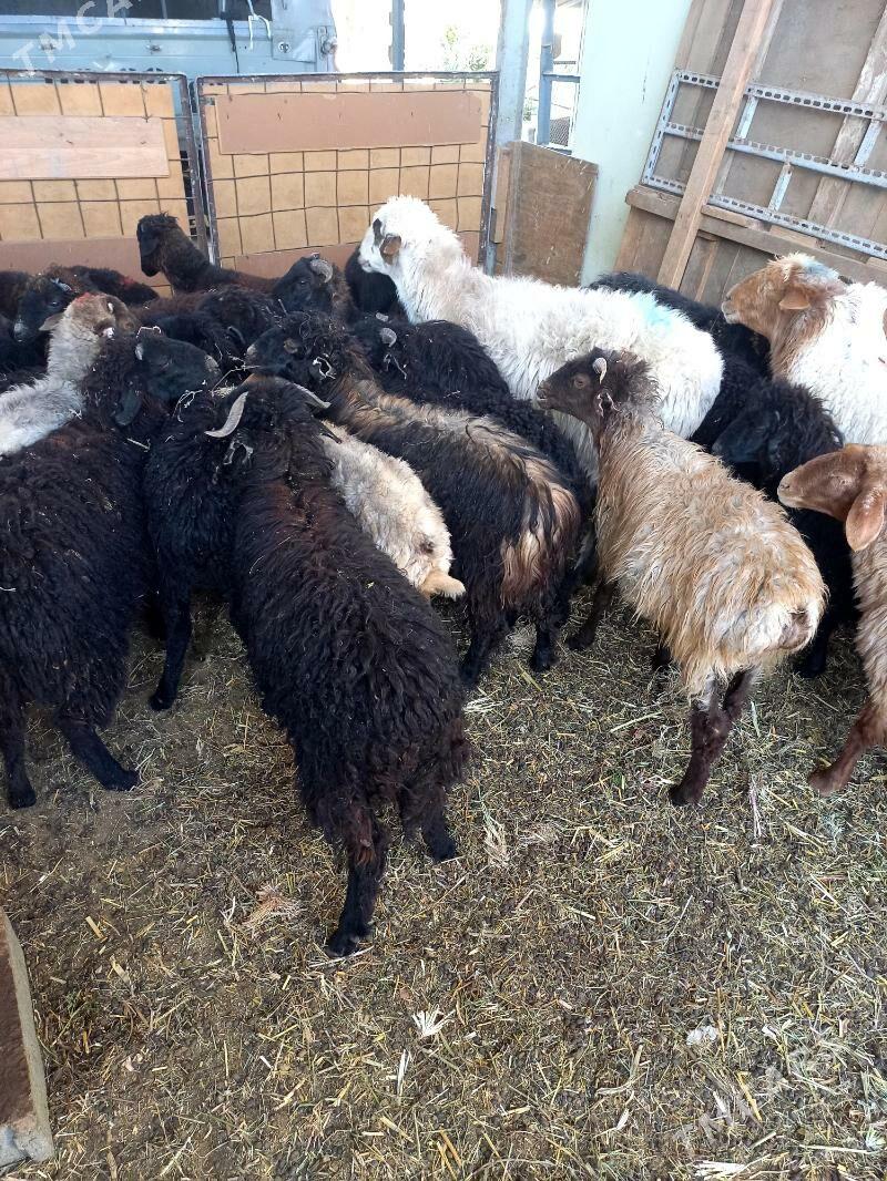 Garaköl.Türkmen.Tokgullar. - Хитровка - img 1