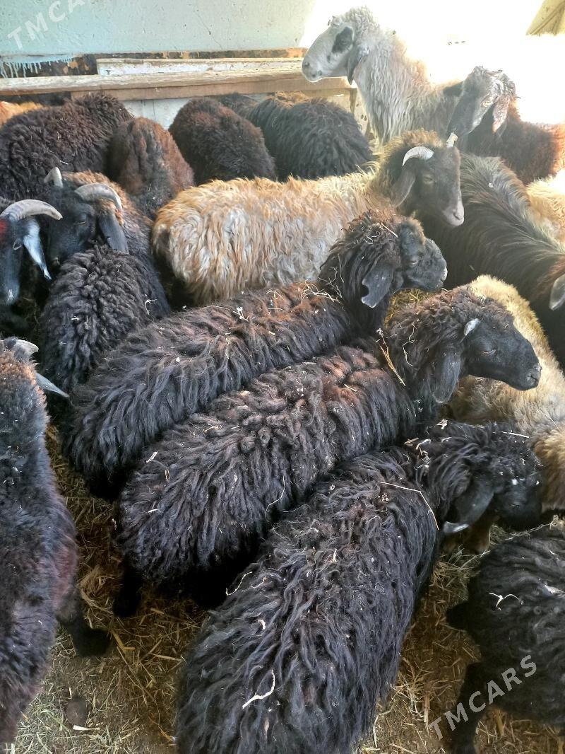 Garaköl.Türkmen.Tokgullar. - Хитровка - img 3