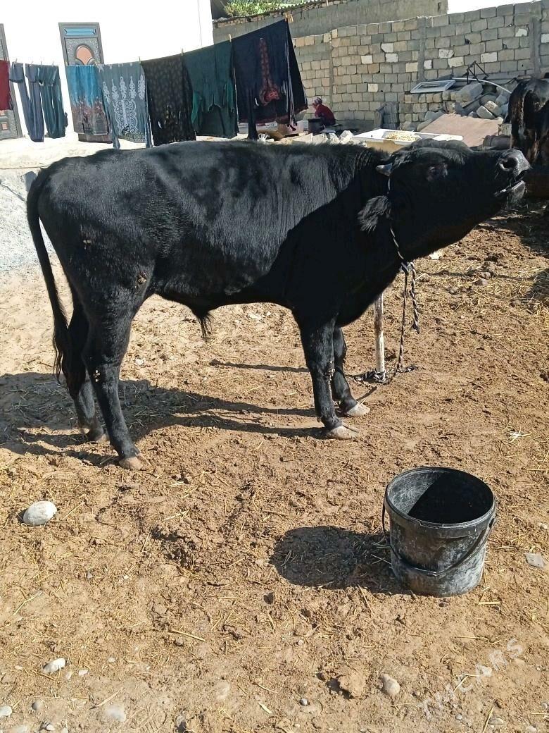 ôkuz - Чоганлы - img 3