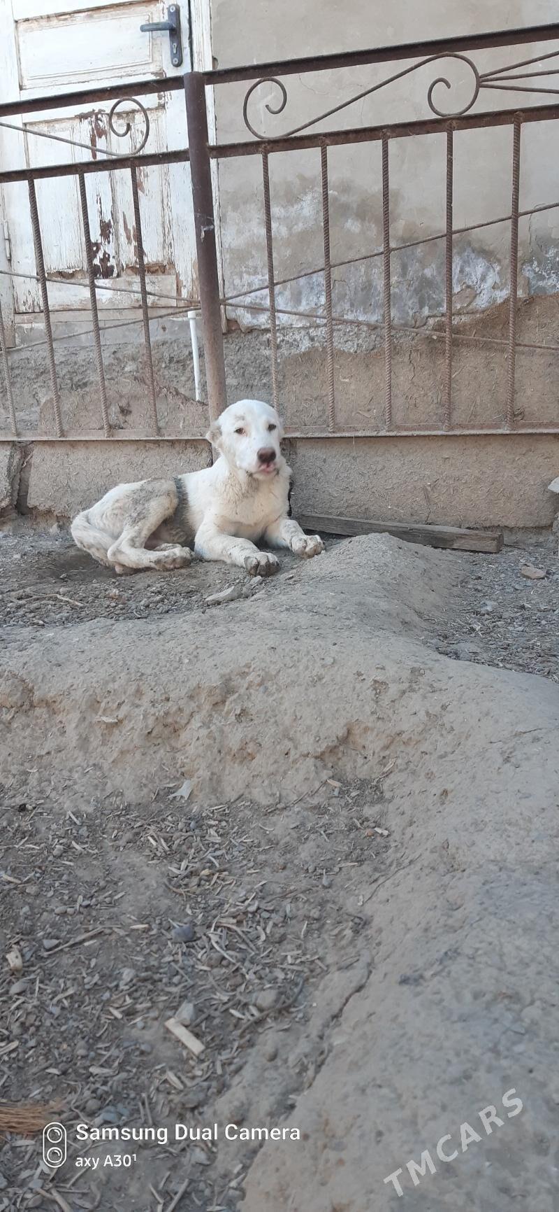 turkmen iti - Бахарден - img 2