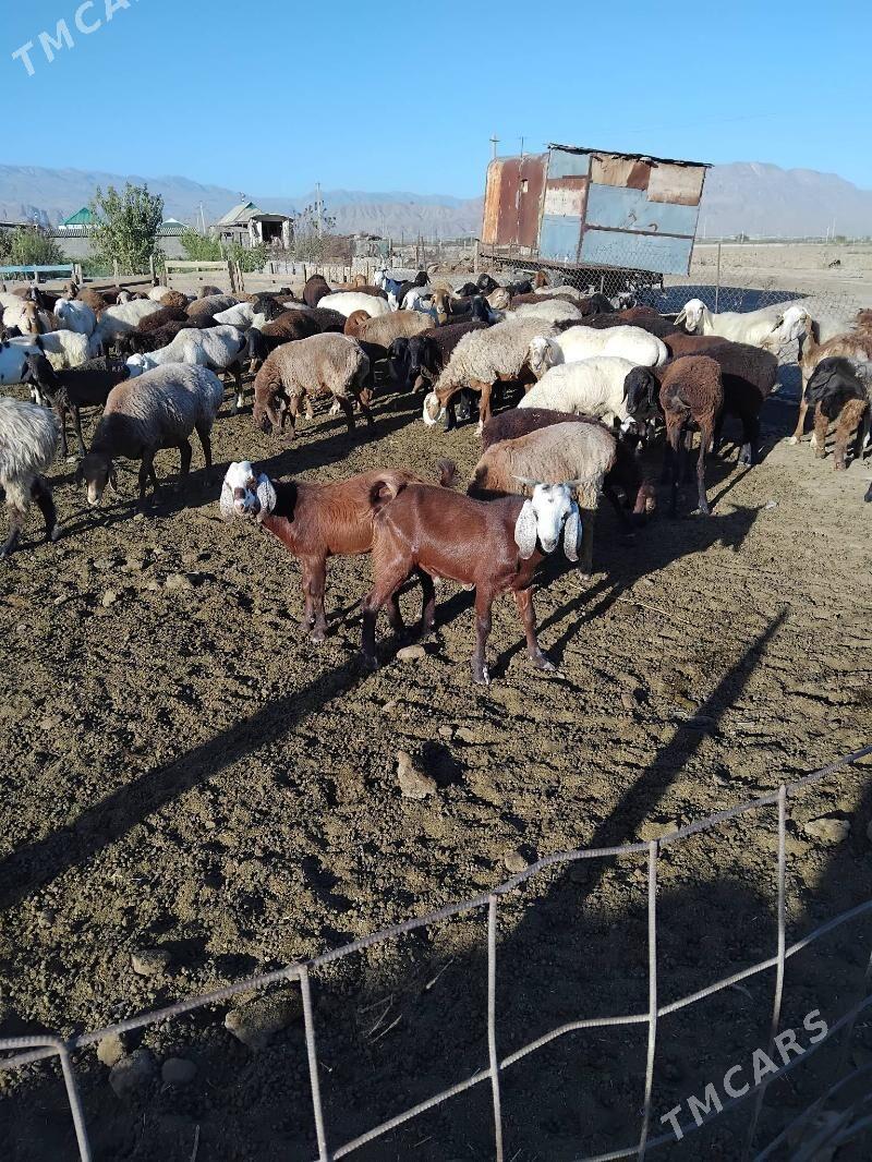 pakisdan teke - Büzmeýin - img 2