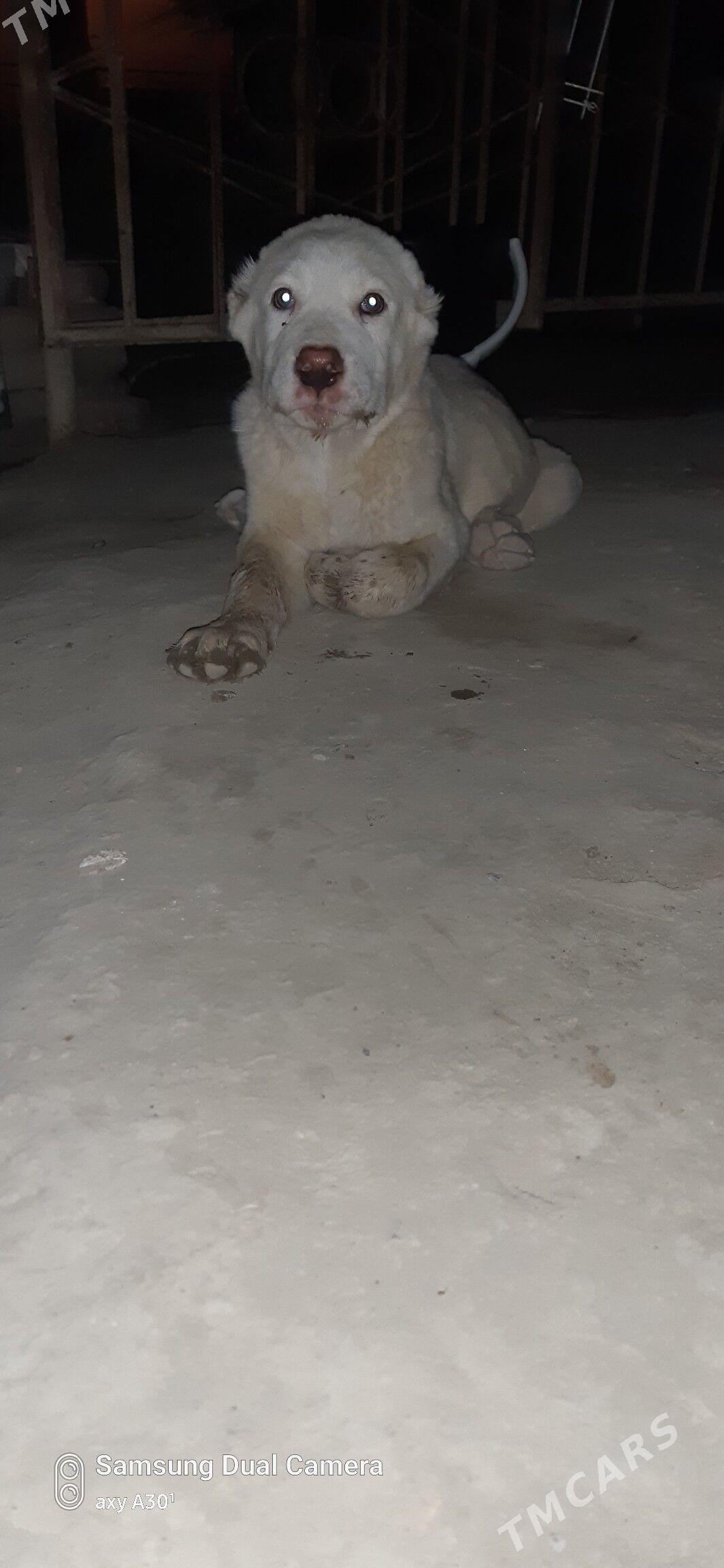 turkmen iti - Бахарден - img 1