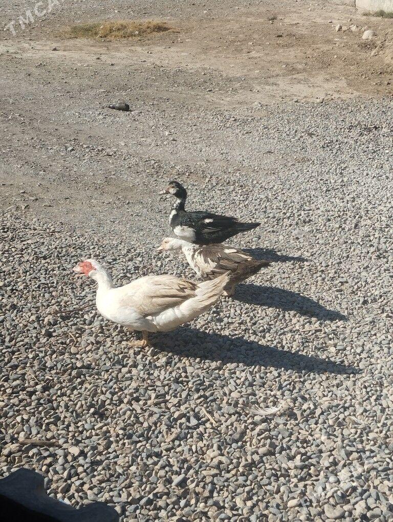 1 yyl bolon gaz - Кака - img 3