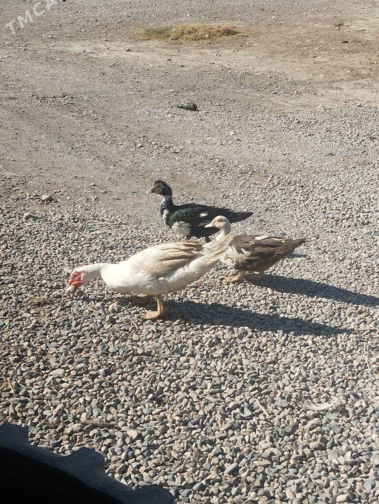 1 yyl bolon gaz - Кака - img 1