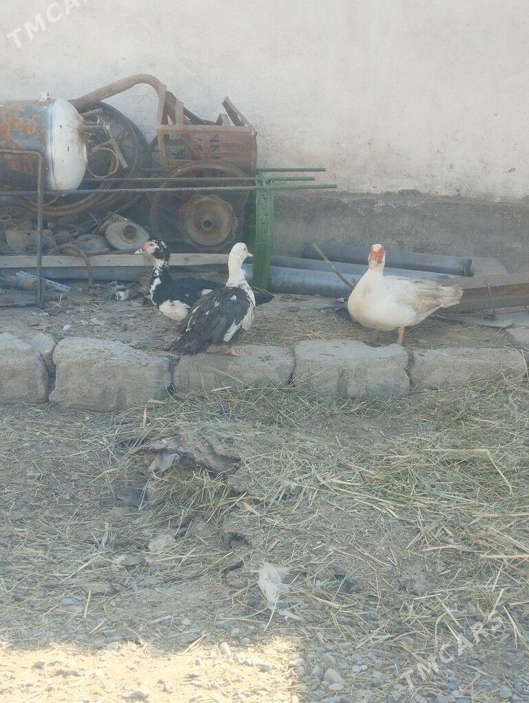 1 yyl bolon gaz - Кака - img 2