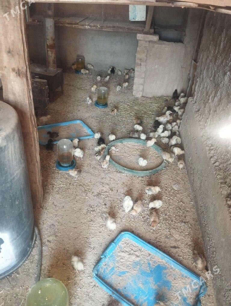 turkmen juyje - Kaka - img 7