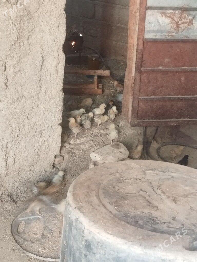 turkmen juyje - Kaka - img 2