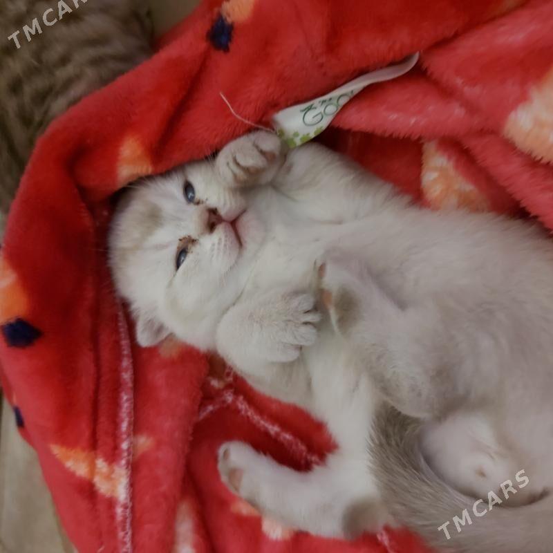 котята - Ашхабад - img 7