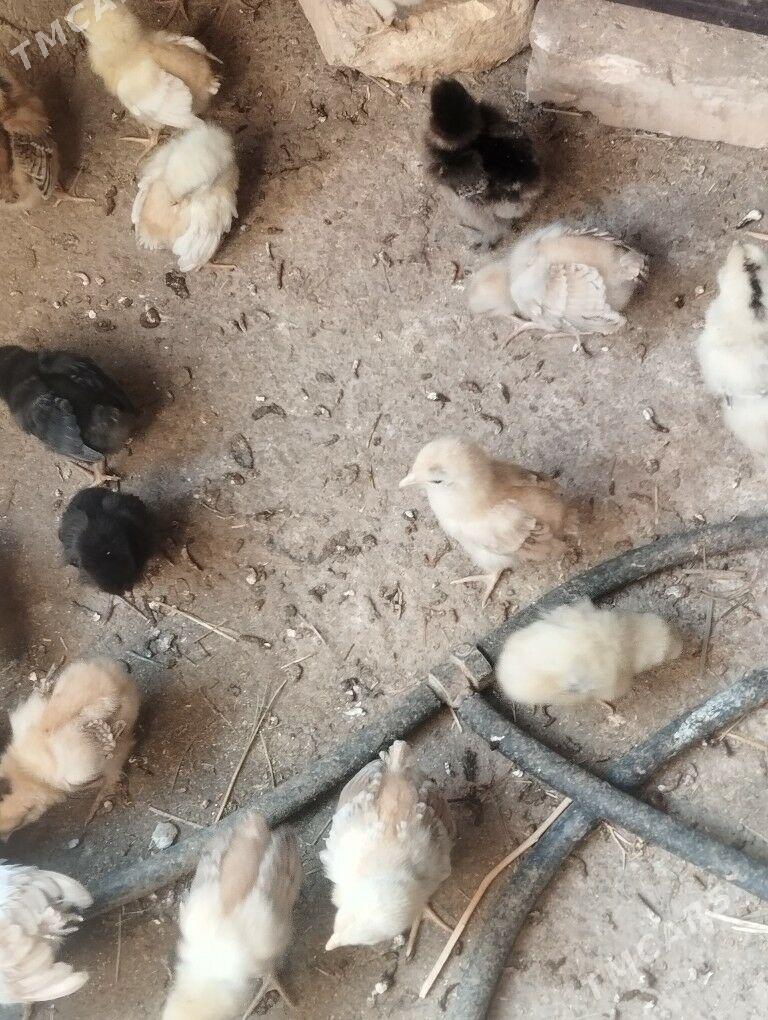 turkmen juyje - Kaka - img 1