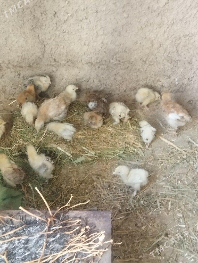 turkmen juyje - Kaka - img 3