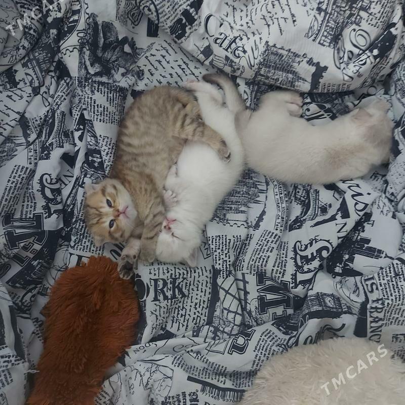 котята - Ашхабад - img 8