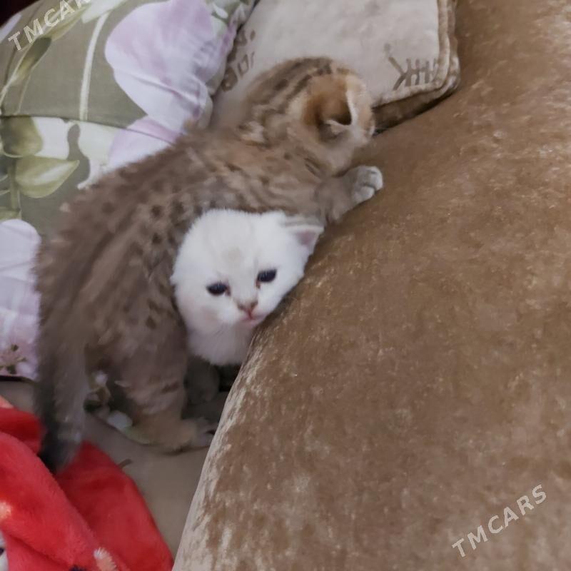котята - Ашхабад - img 6