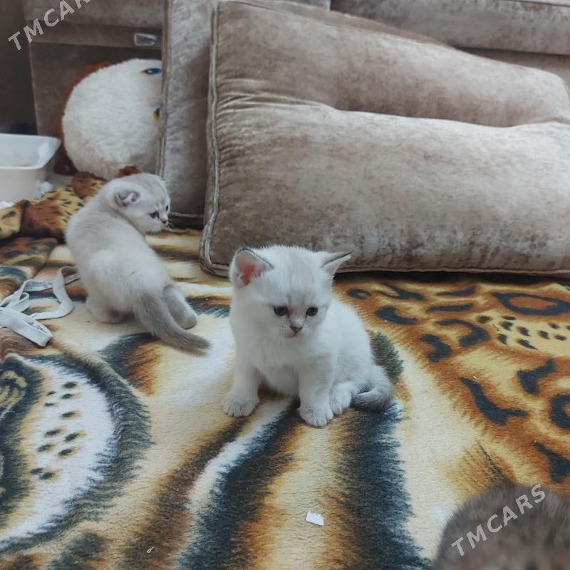 котята - Ашхабад - img 3