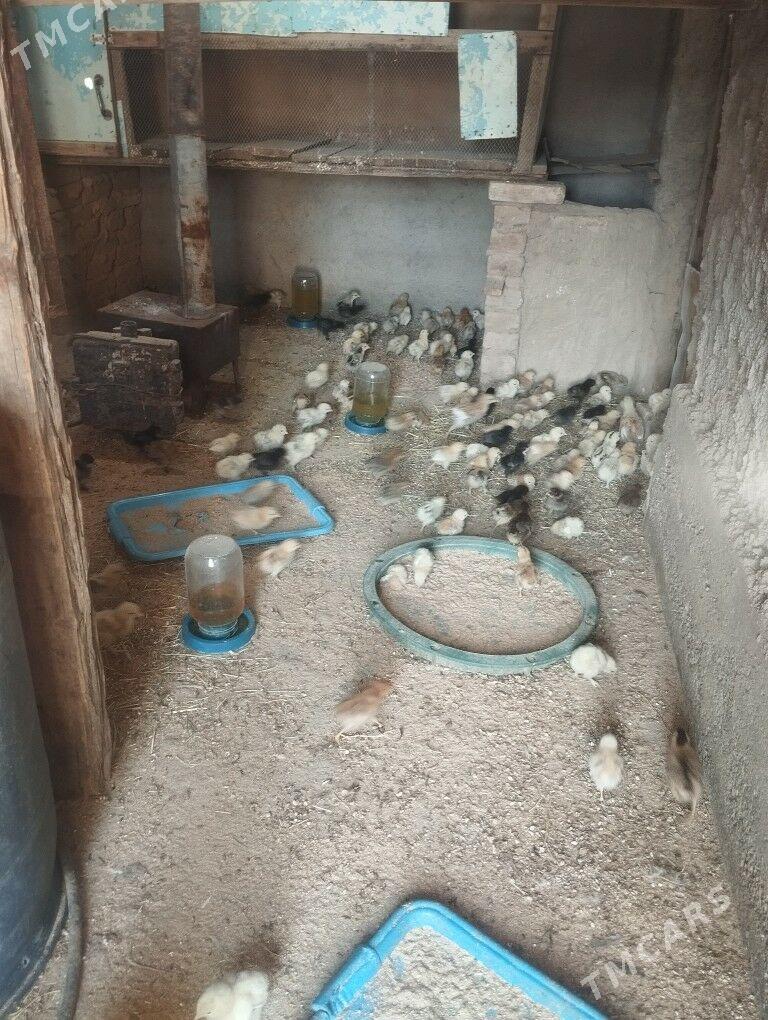 turkmen juyje - Kaka - img 5