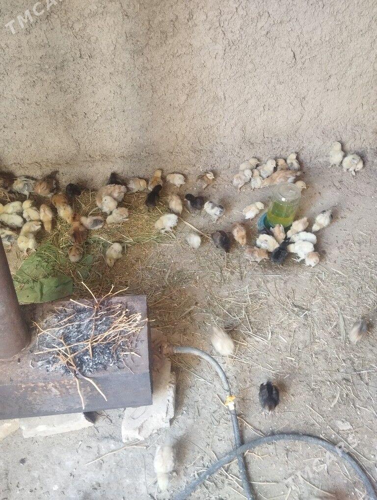 turkmen juyje - Kaka - img 6