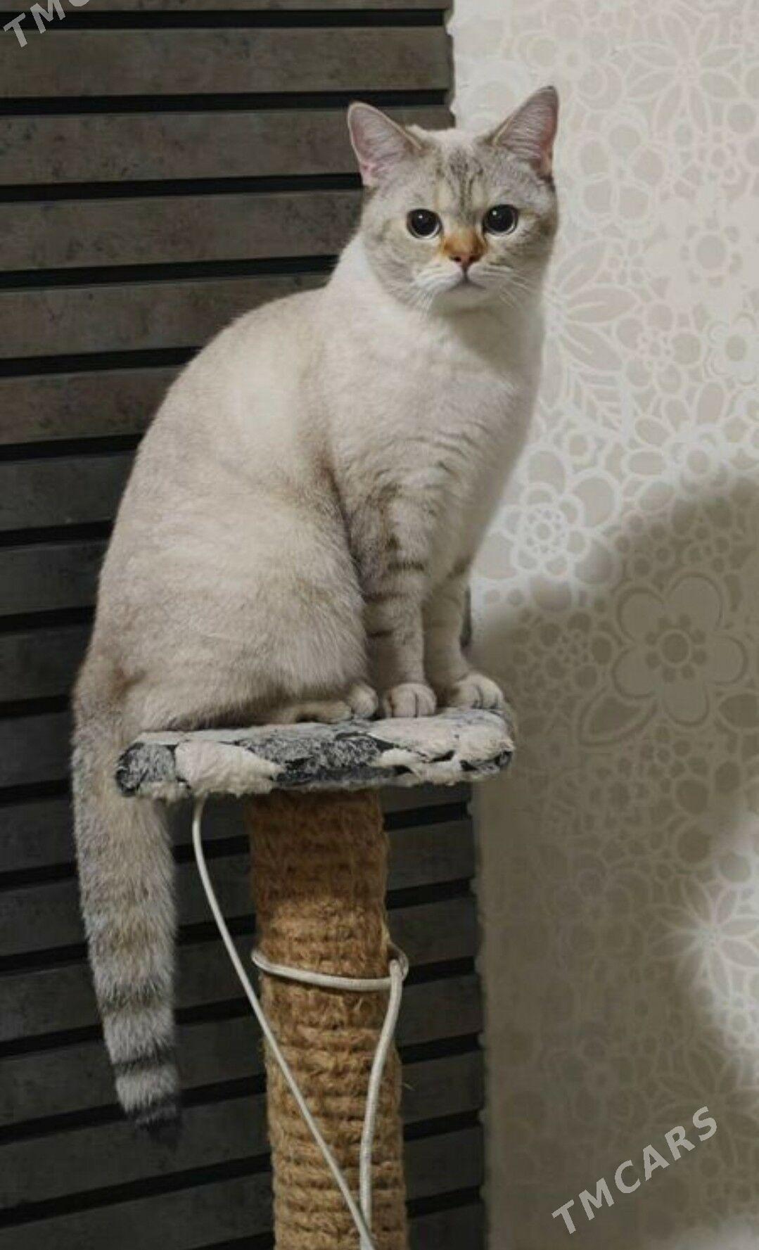 котята - Ашхабад - img 9