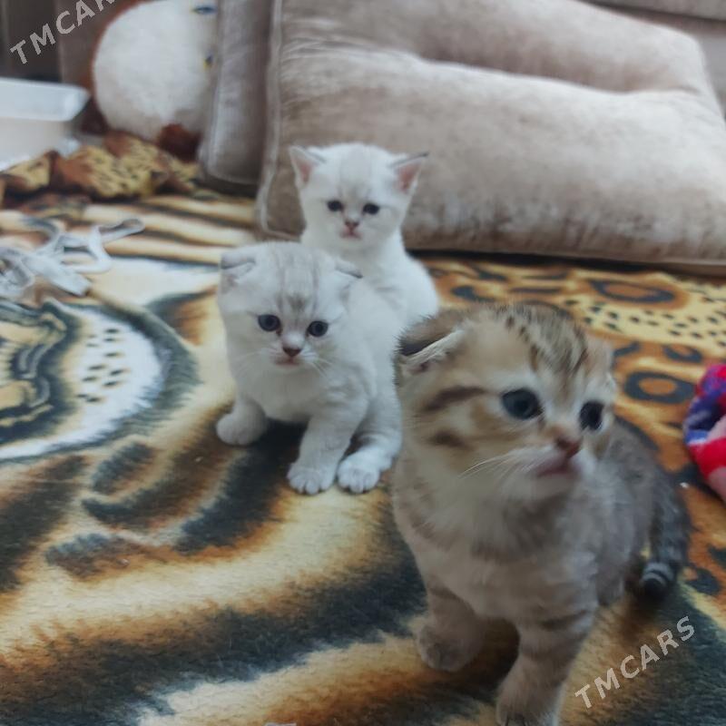 котята - Ашхабад - img 2