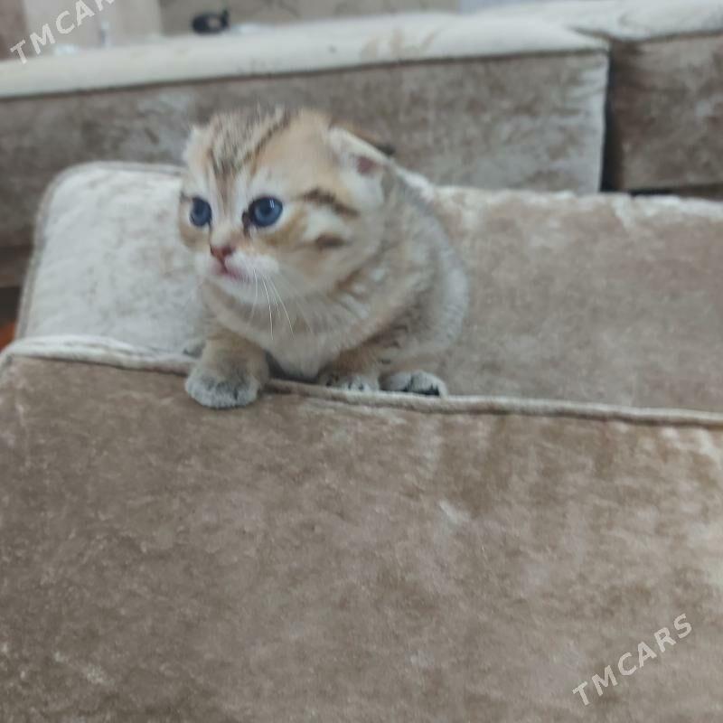 котята - Ашхабад - img 1