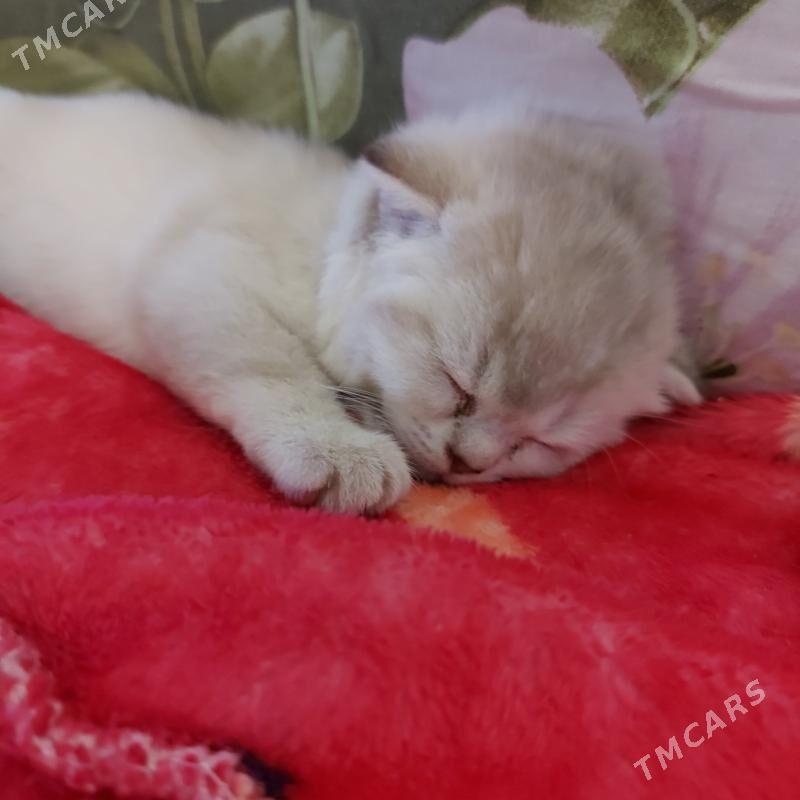 котята - Ашхабад - img 4