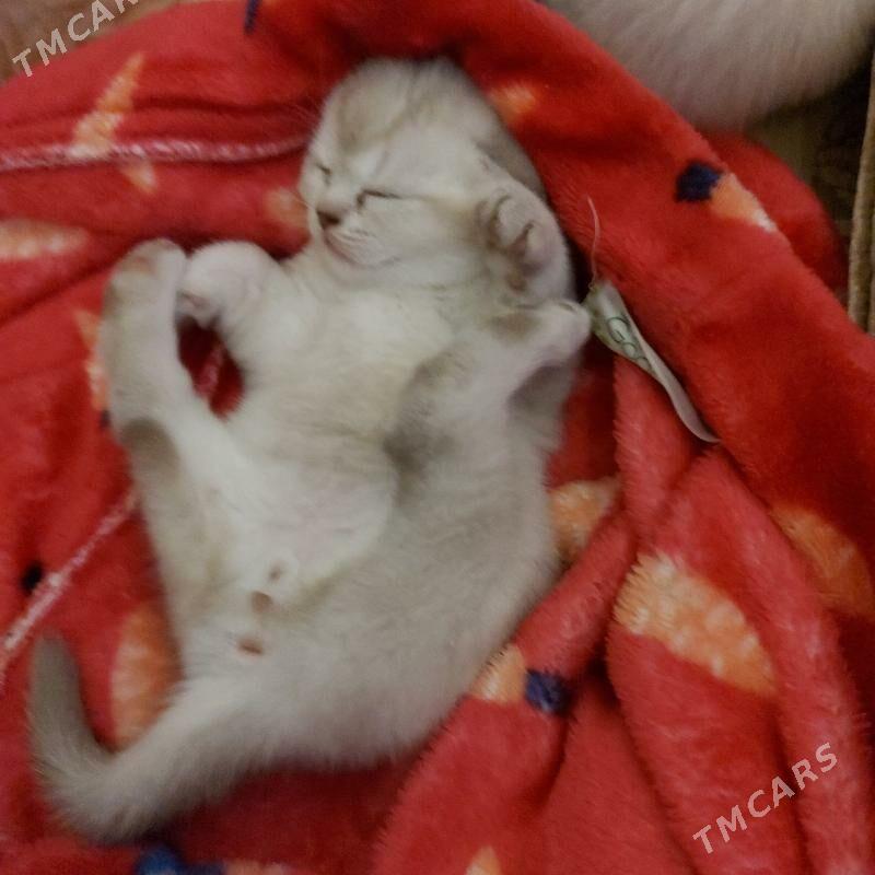 котята - Ашхабад - img 5