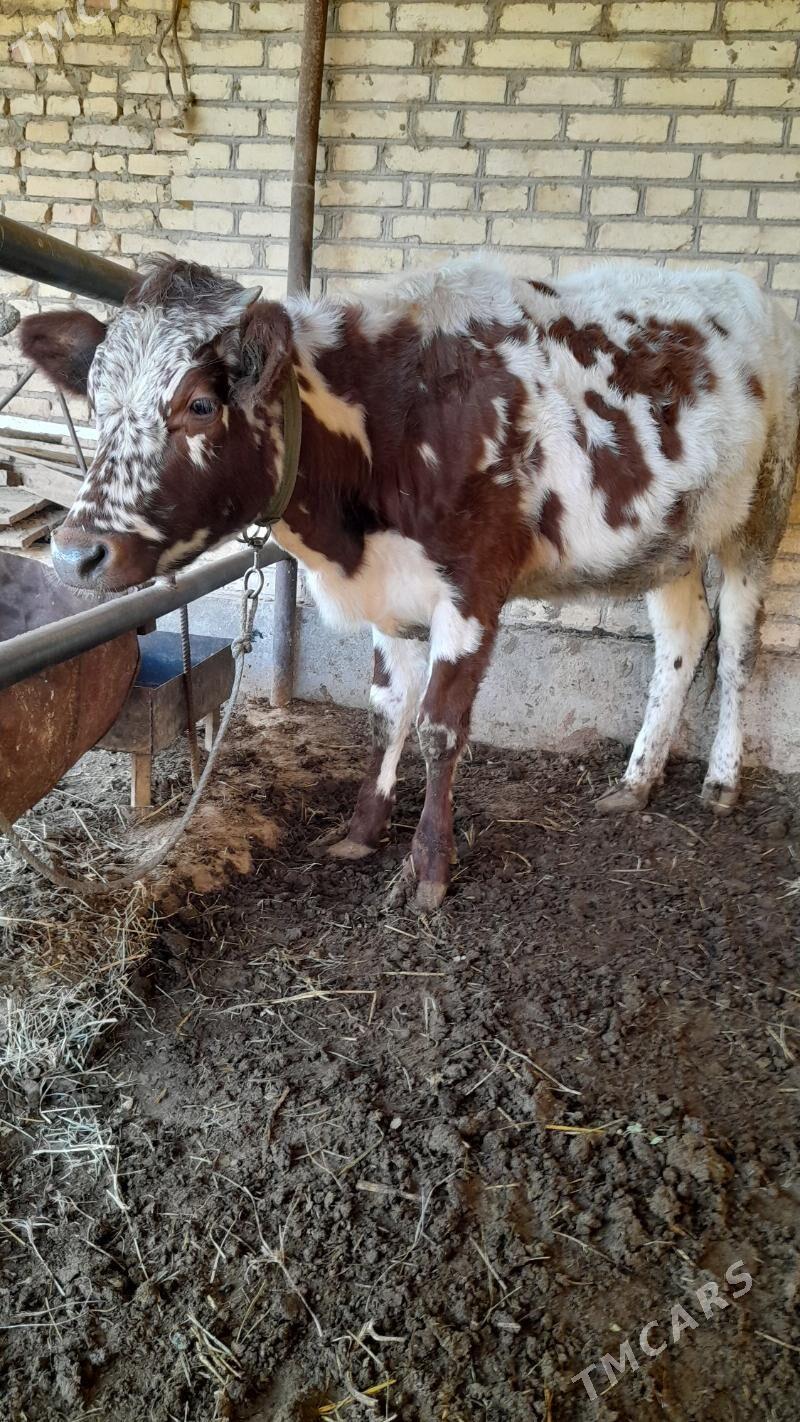 Унажын - Чарджоу - img 2