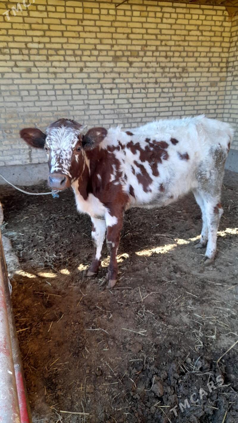 Унажын - Чарджоу - img 3