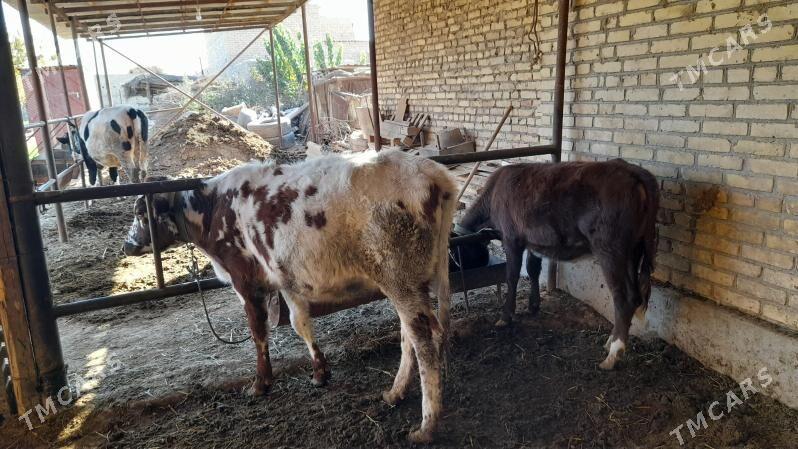 Унажын - Чарджоу - img 1