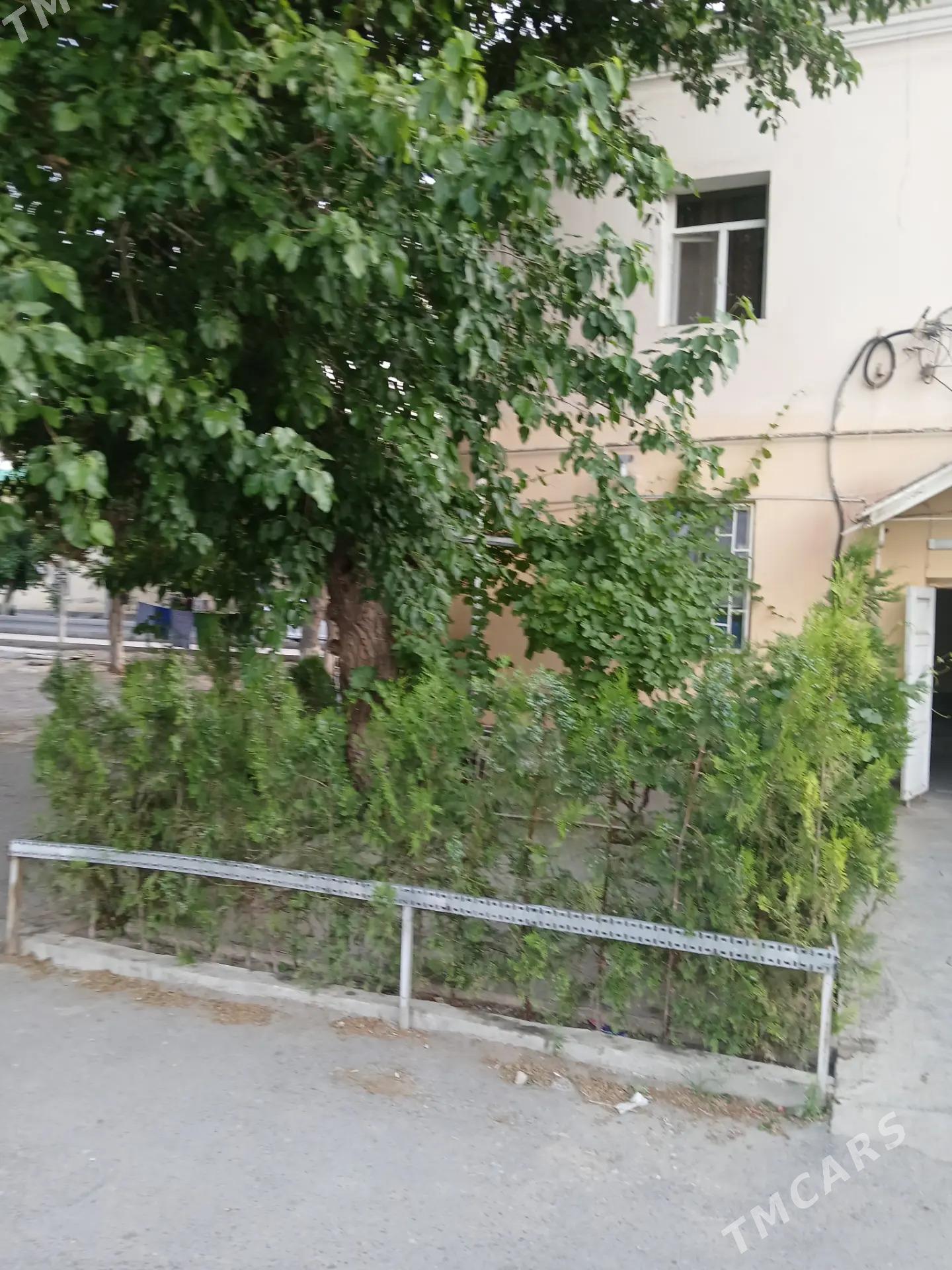 SATLYK BEYIK PATALOK - Aşgabat - img 7