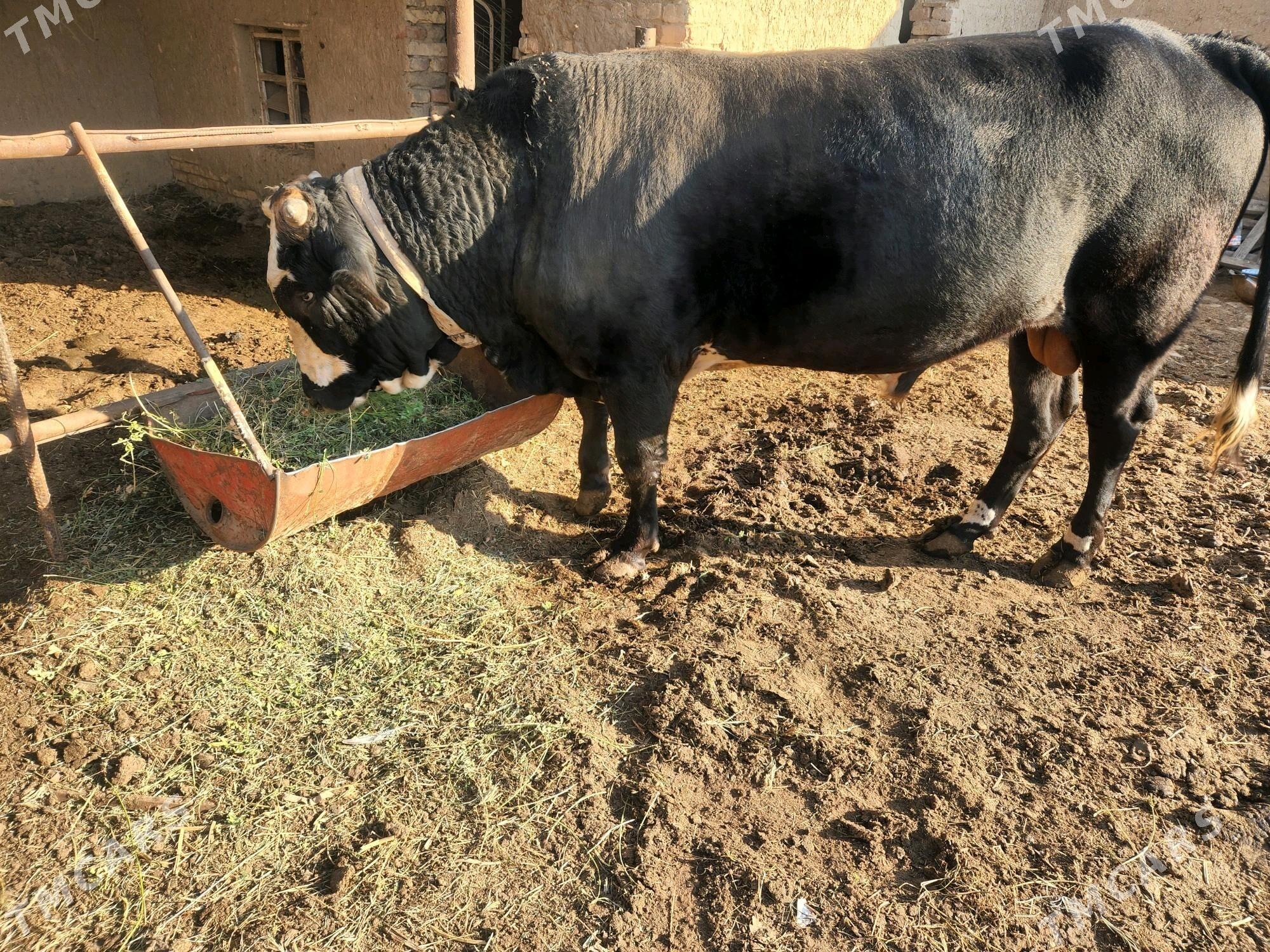 okuz - Байрамали - img 1