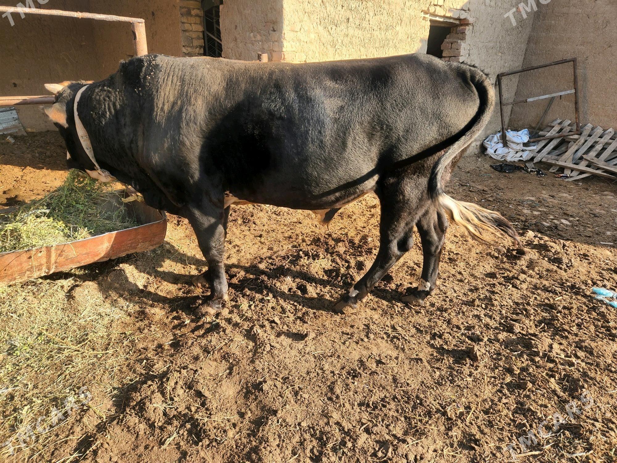 okuz - Байрамали - img 2