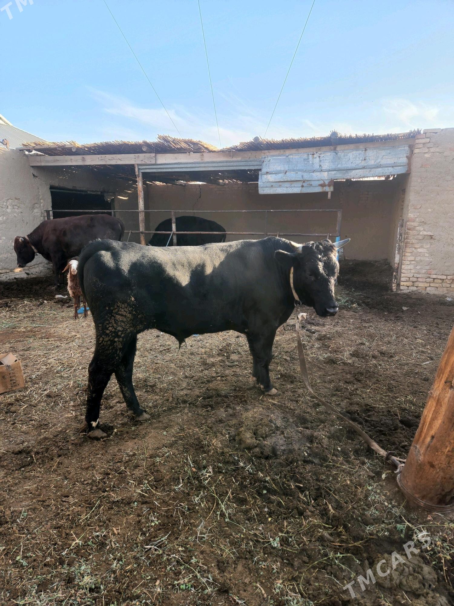 okuz - Байрамали - img 3