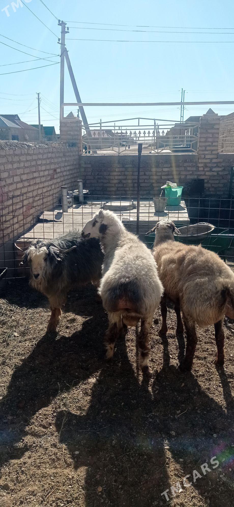 Goyun - Гумдаг - img 2