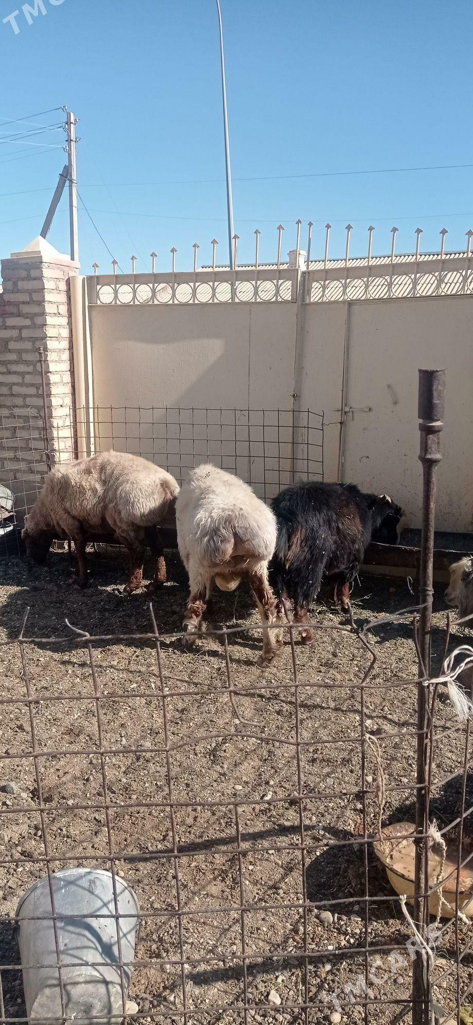 Goyun - Гумдаг - img 3