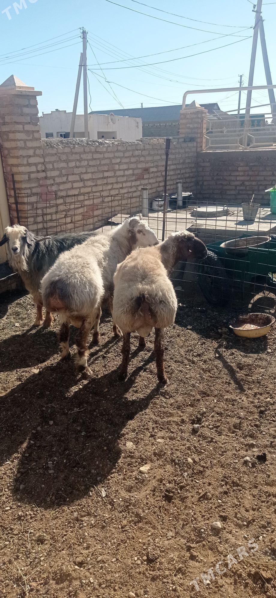 Goyun - Гумдаг - img 1