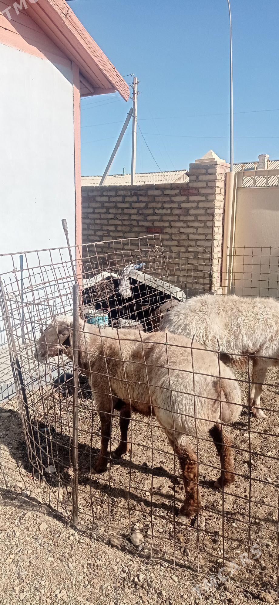 Goyun - Гумдаг - img 5