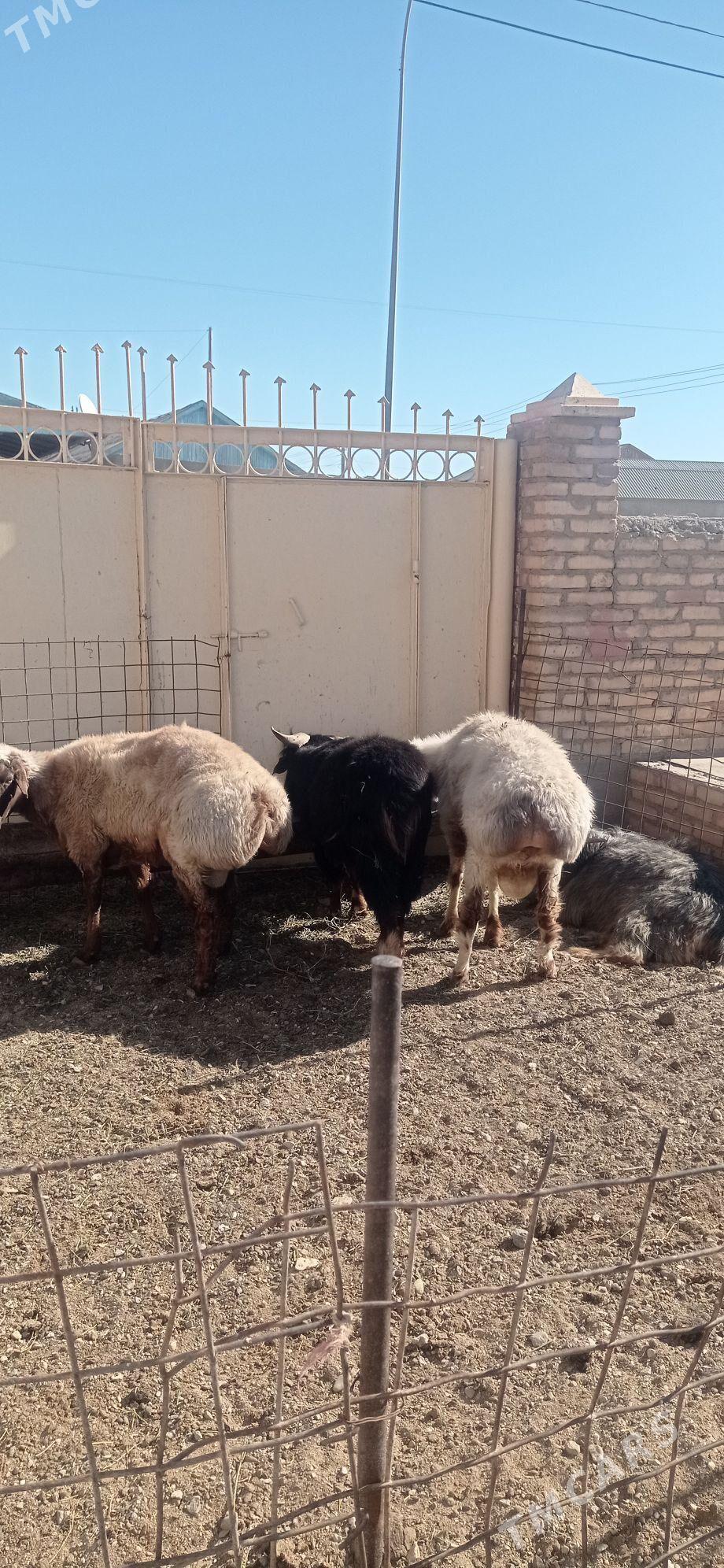 Goyun - Гумдаг - img 4