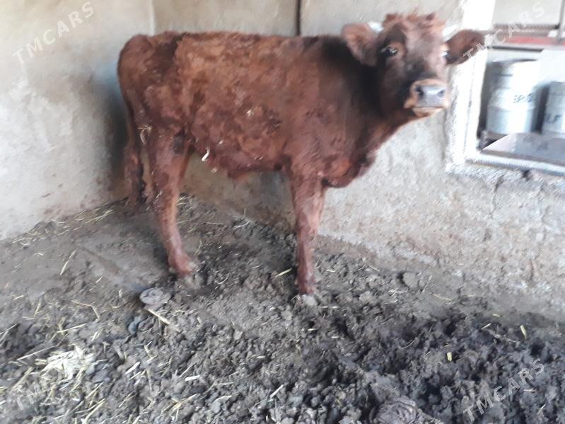 okuz - Багир - img 2