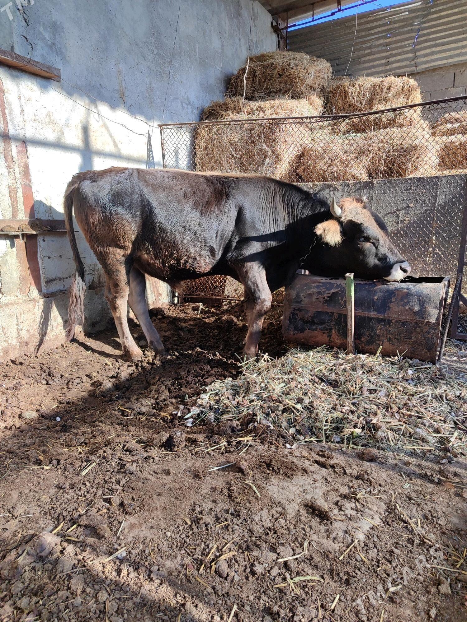 Okuz - Яшлык - img 2