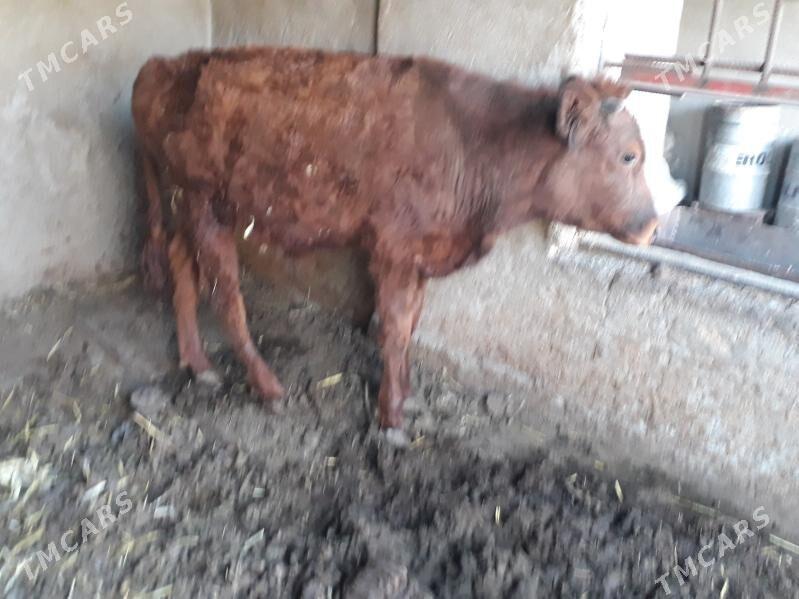 okuz - Багир - img 3