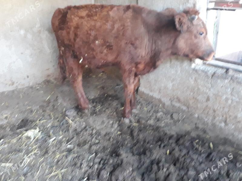 okuz - Bagyr - img 1