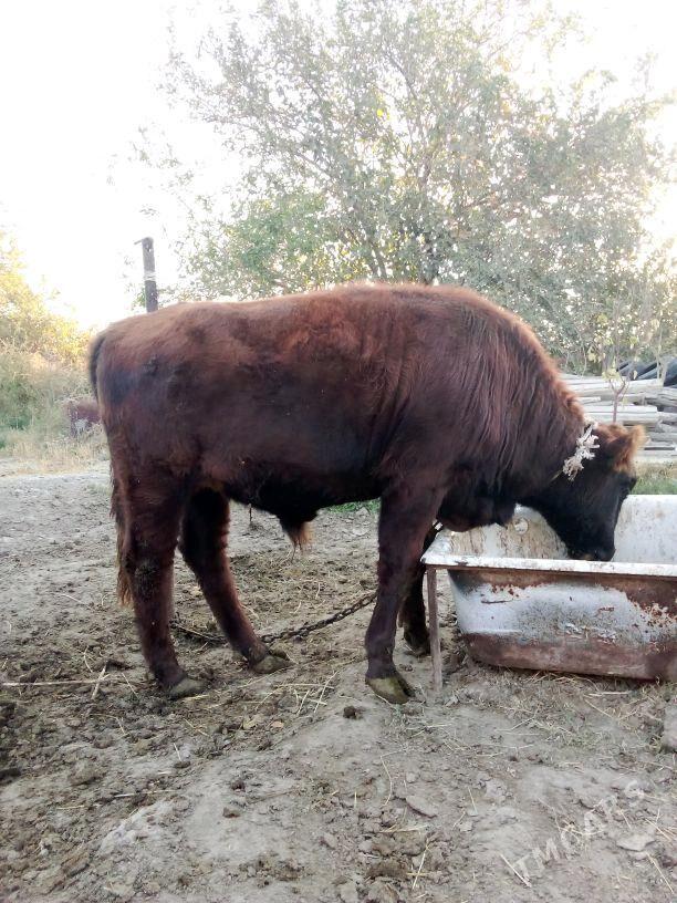 öküz - Bäherden - img 1