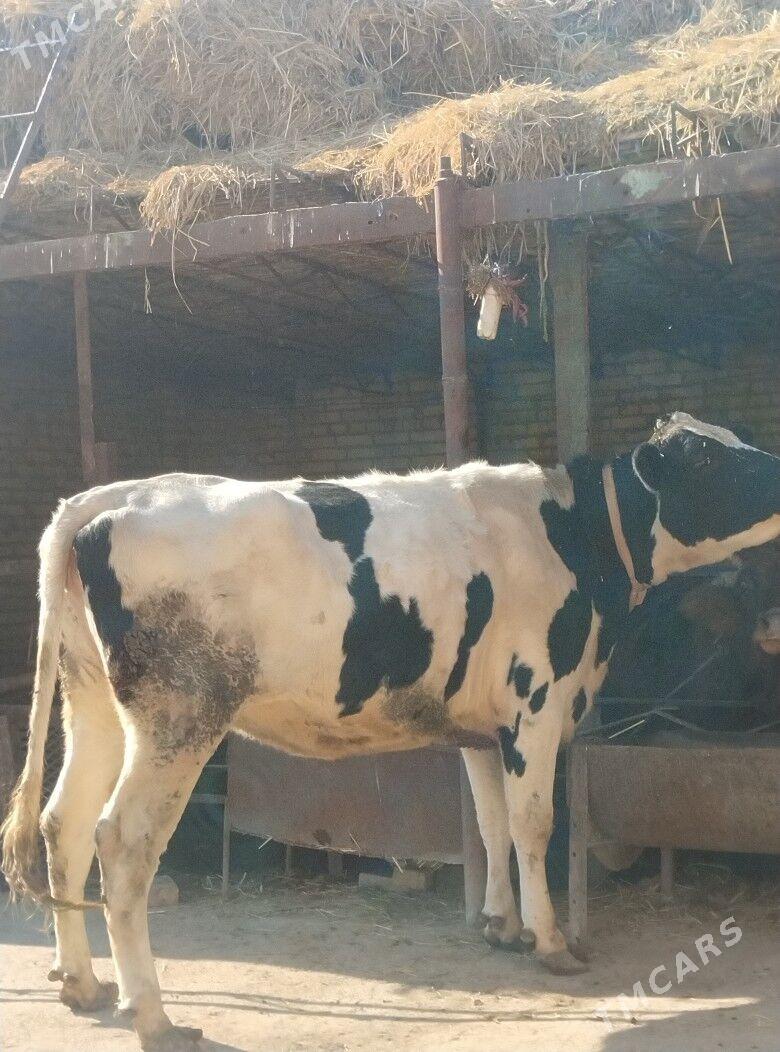 галаштейин унаджын - Чарджоу - img 2