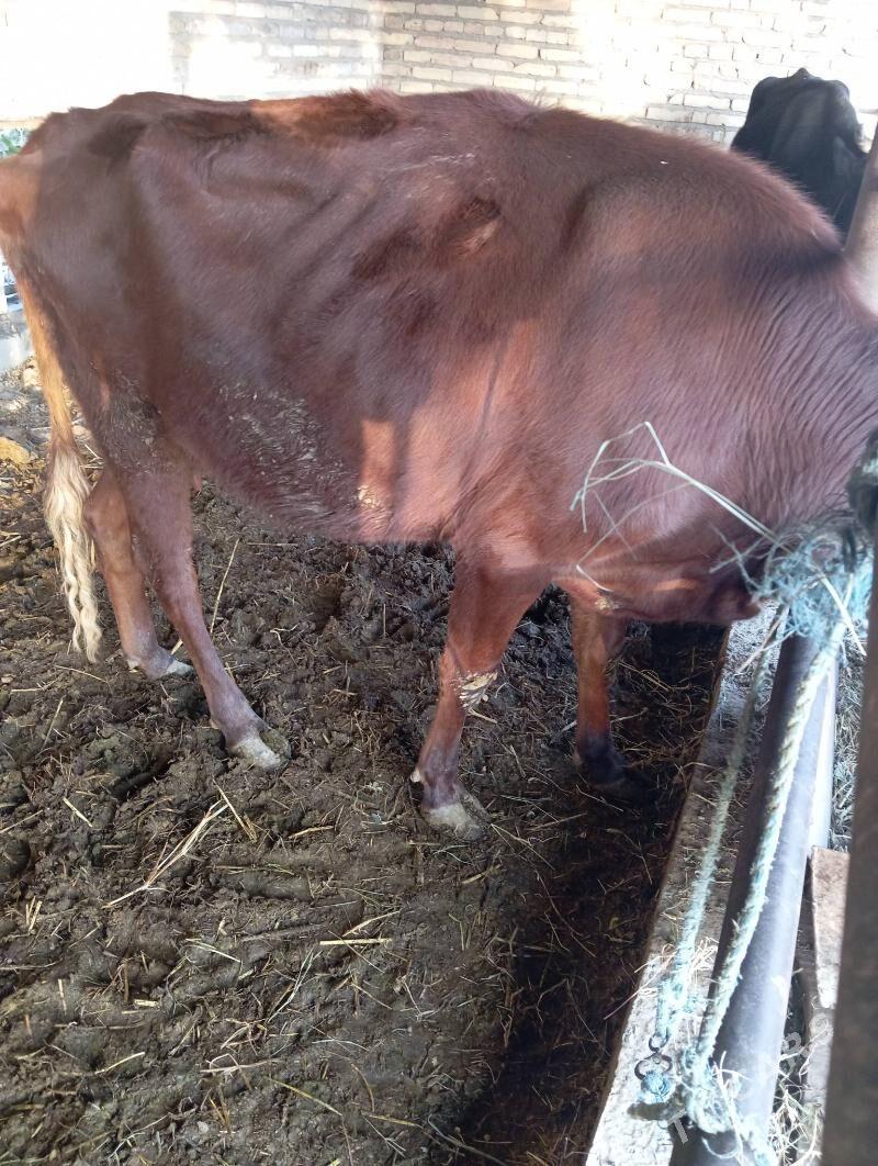 Saglyk sygyr - Чарджоу - img 1