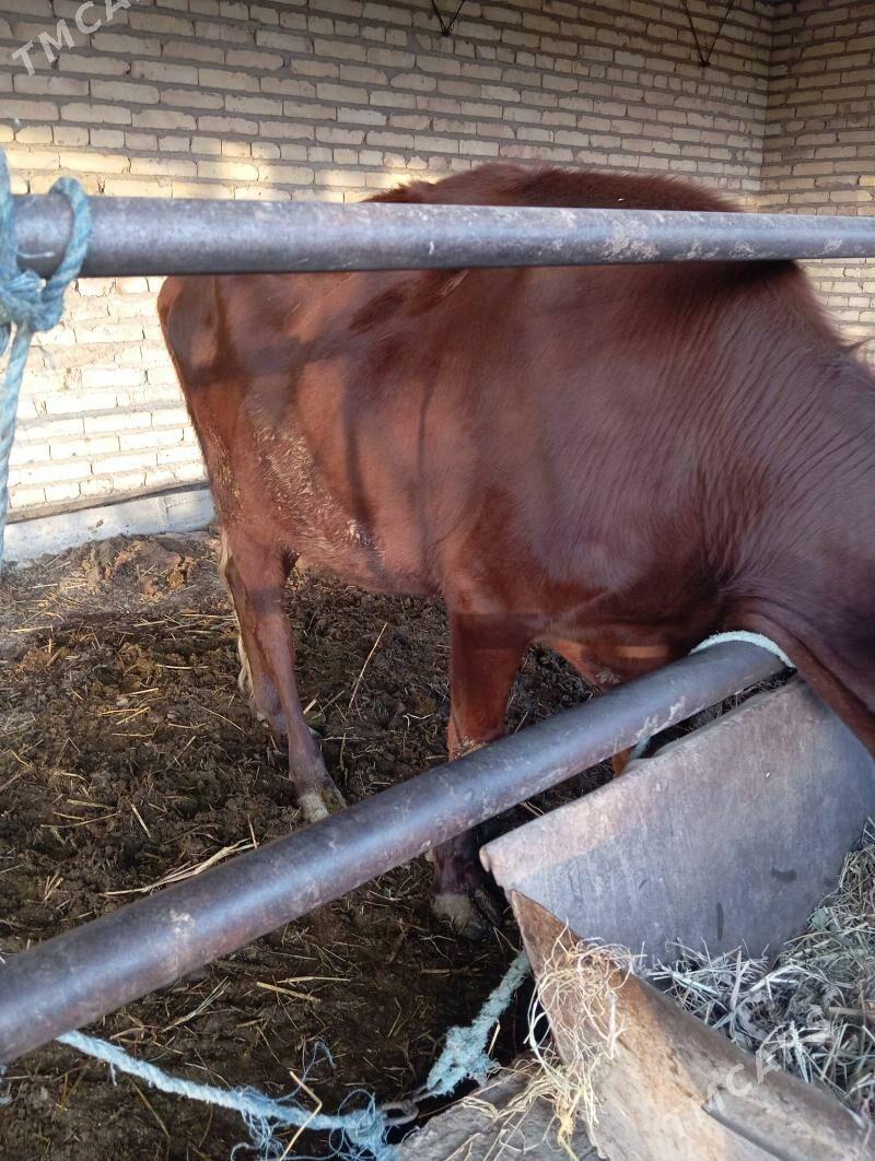 Saglyk sygyr - Чарджоу - img 3