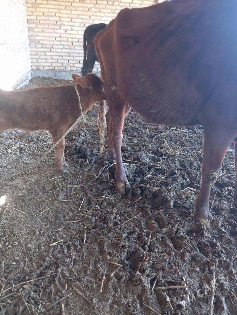 Saglyk sygyr - Чарджоу - img 4