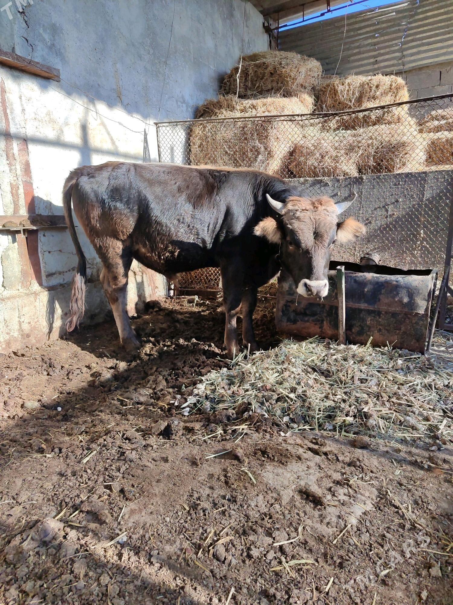 Okuz - Яшлык - img 1