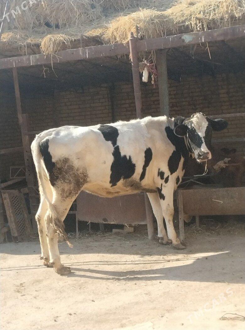 галаштейин унаджын - Чарджоу - img 1