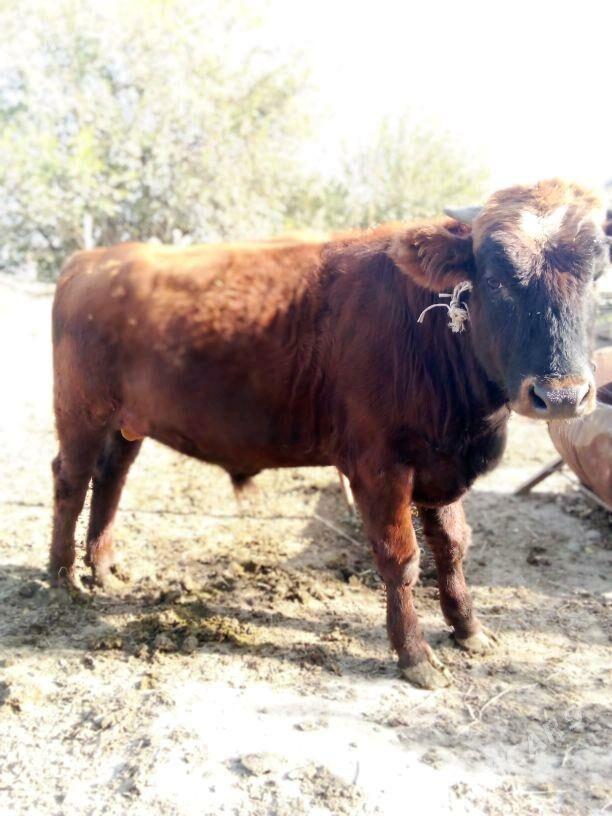 öküz - Bäherden - img 2