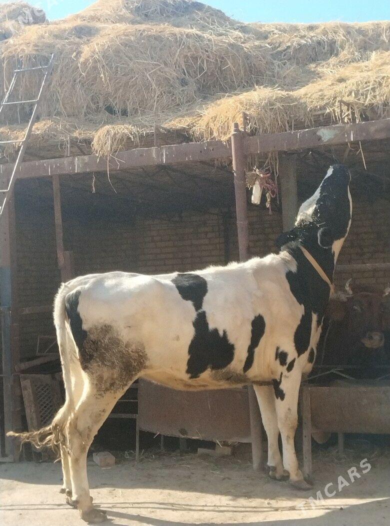 галаштейин унаджын - Чарджоу - img 4