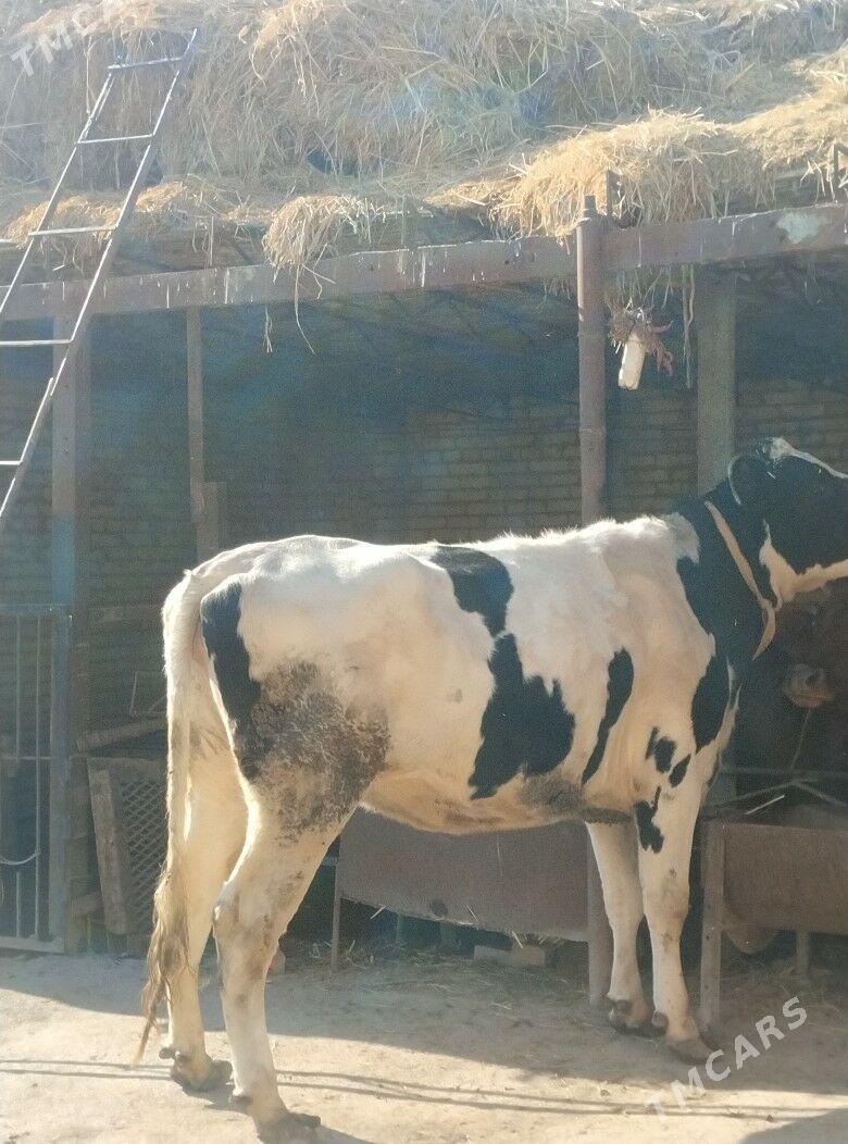 галаштейин унаджын - Чарджоу - img 3